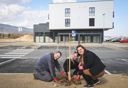 Obcina_hoce_slivnica_sajenje_lip marec2026_foto_pigac_si (24)